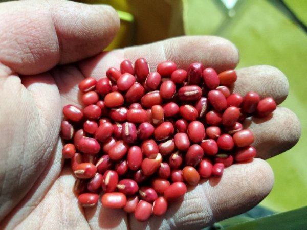 画像6: 【新商品】希少品種有機(オーガニック)小豆茶100g (6)