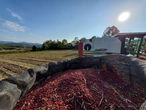 画像3: 【新商品】【お得用】希少品種有機(オーガニック)小豆茶500g (3)