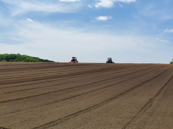 画像4: 【新商品】希少品種有機(オーガニック)小豆茶100g (4)