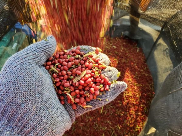 画像5: 【新商品】【お得用】希少品種有機(オーガニック)小豆茶500g (5)