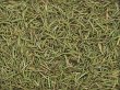画像1: ＜業務用＞有機(オーガニック)ローズマリー　200g (1)